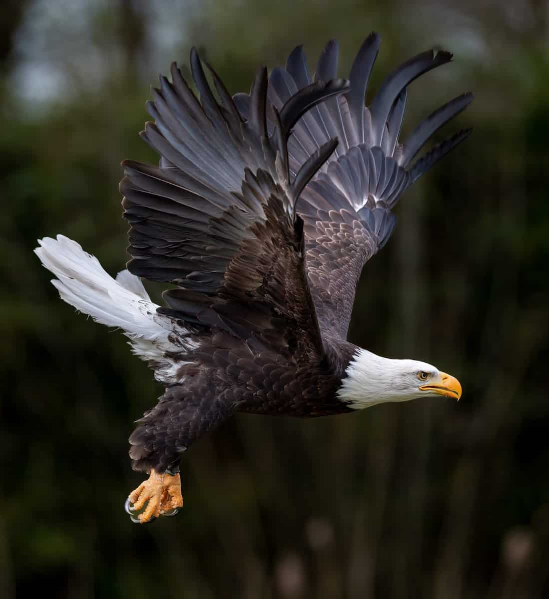 Beautiful Shot Of A Flying Bald Eagle Spreading Wings With Blurred Trees In The Background Gettyimages 1453767476 Scaled - Wabasha-Kellogg Chamber &Amp; Cvb