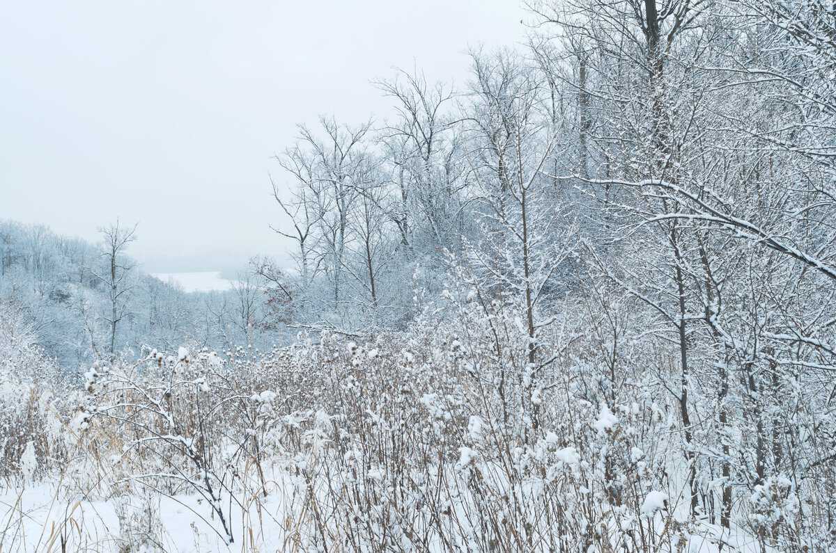 Pine Bend Bluffs Forests In Winter Gettyimages 504530618 Scaled - Wabasha-Kellogg Chamber &Amp; Cvb