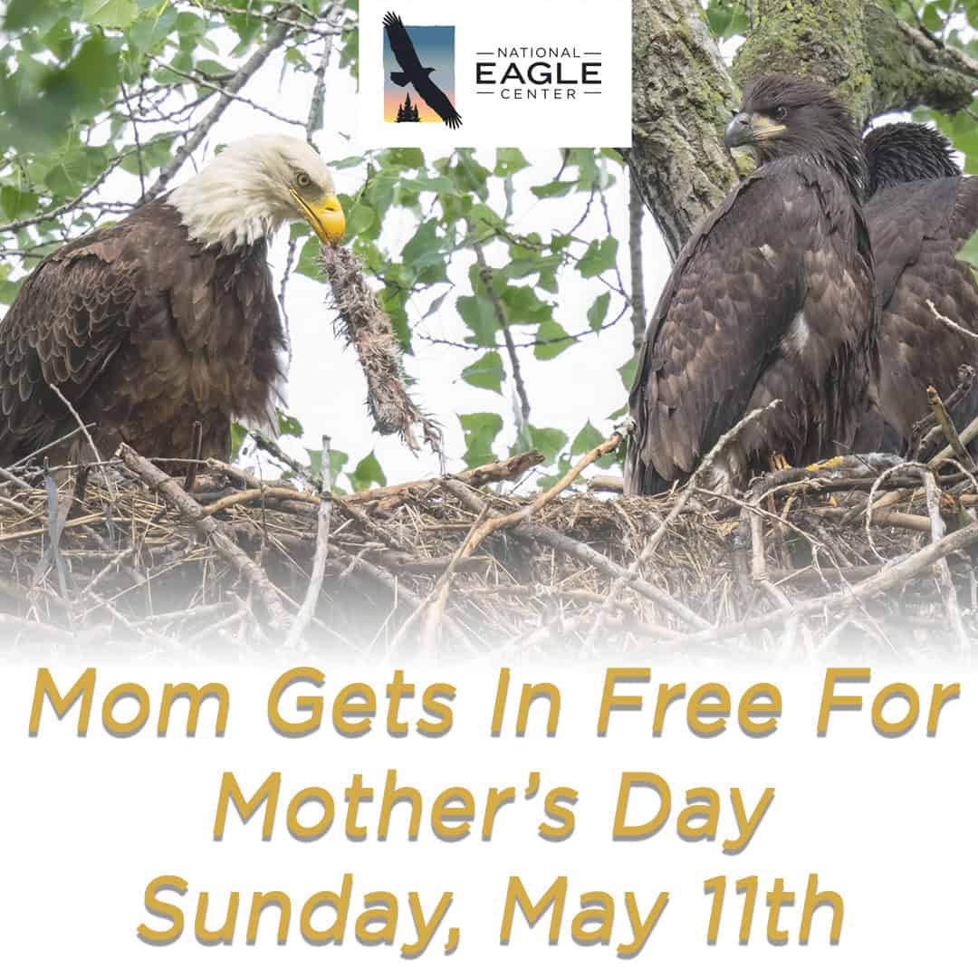 Mother’S Day At The National Eagle Center