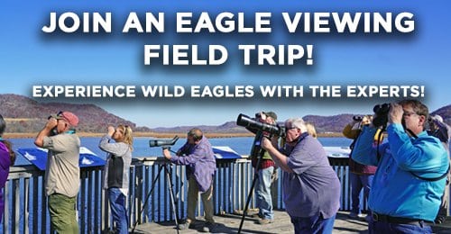 Eagle Viewing Trip - Wabasha-Kellogg Chamber &Amp; Cvb